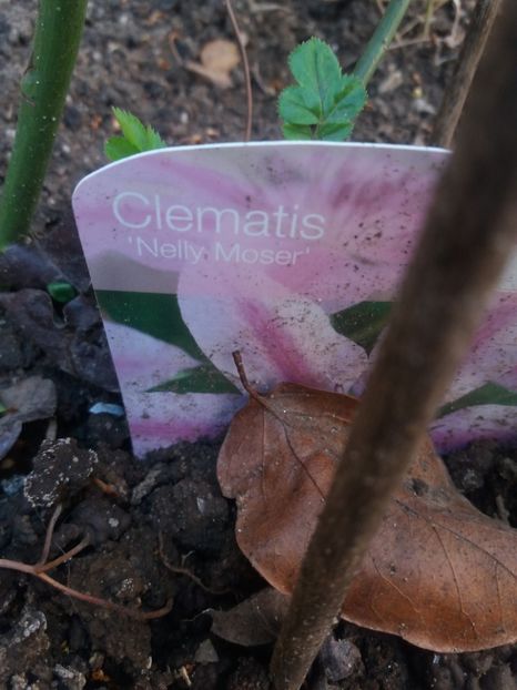 G1 - clematite