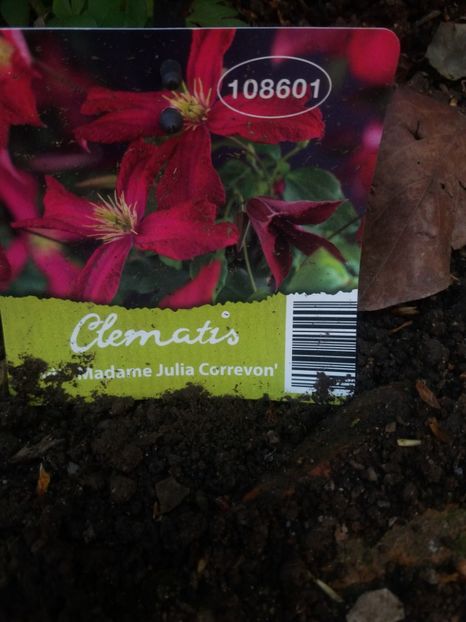 G1 - clematite