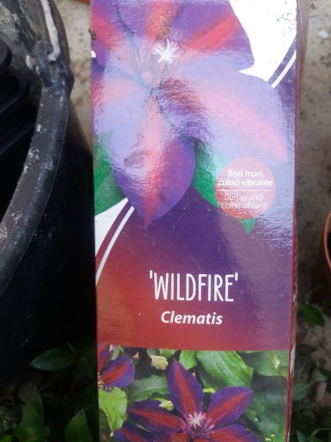 G1 - clematite