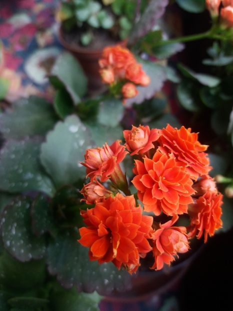  - Kalanchoe