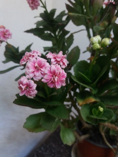  - Kalanchoe