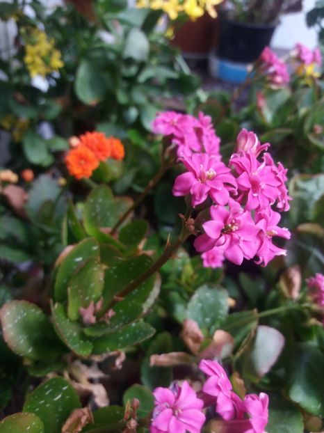  - Kalanchoe