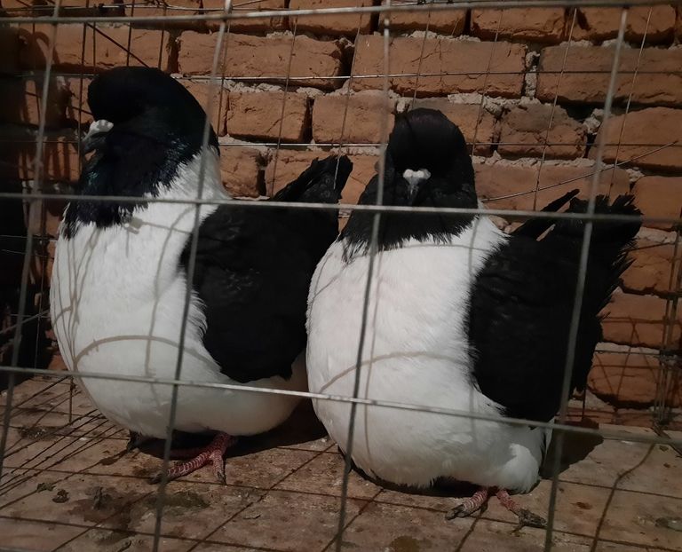 pereche 2021 - strasseri negri