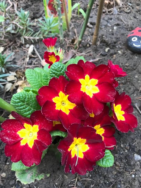 Primula - Plantele mele de gradina