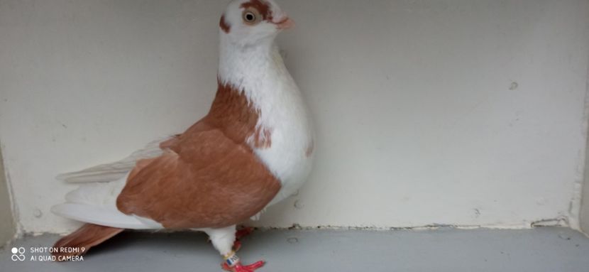  - jucatori de galati pe galben