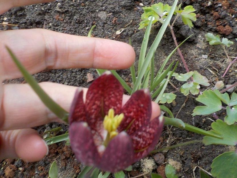  - fritillaria meleagris