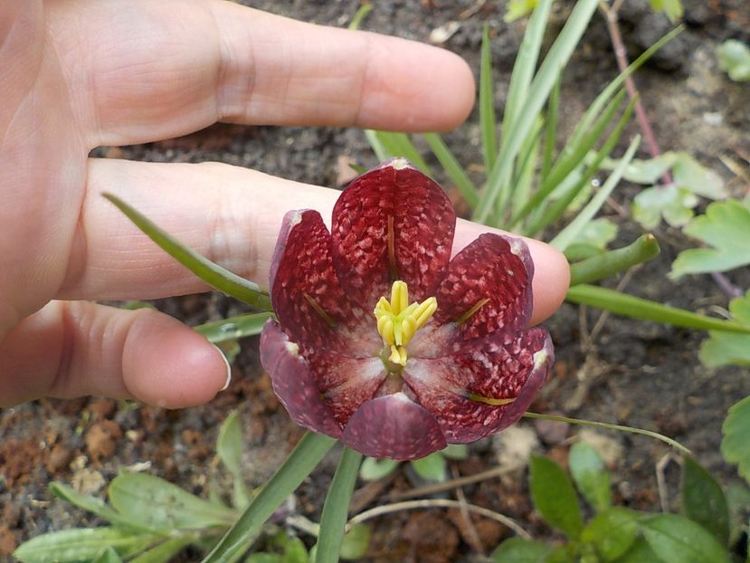  - fritillaria meleagris