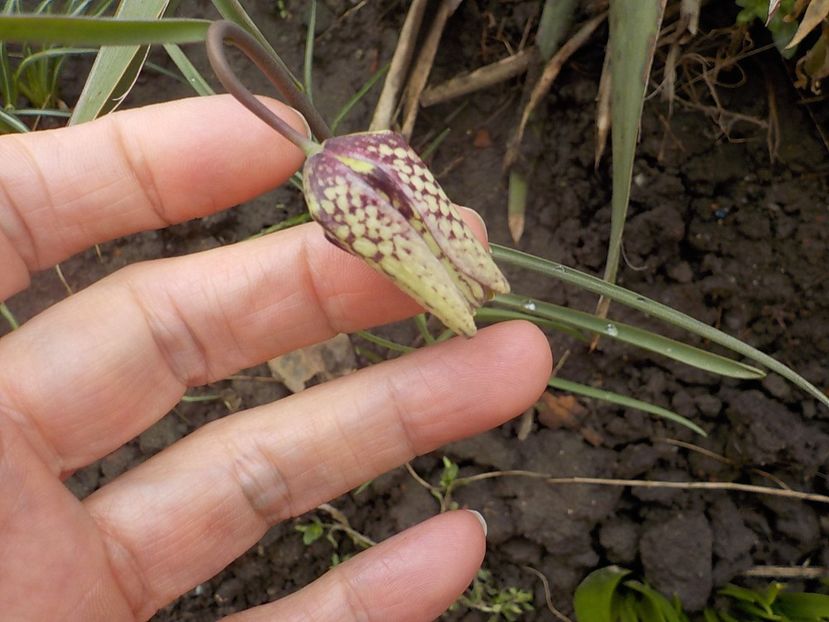  - fritillaria meleagris