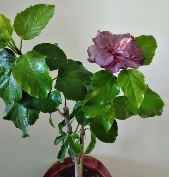  - Hibiscus Blue Diamond