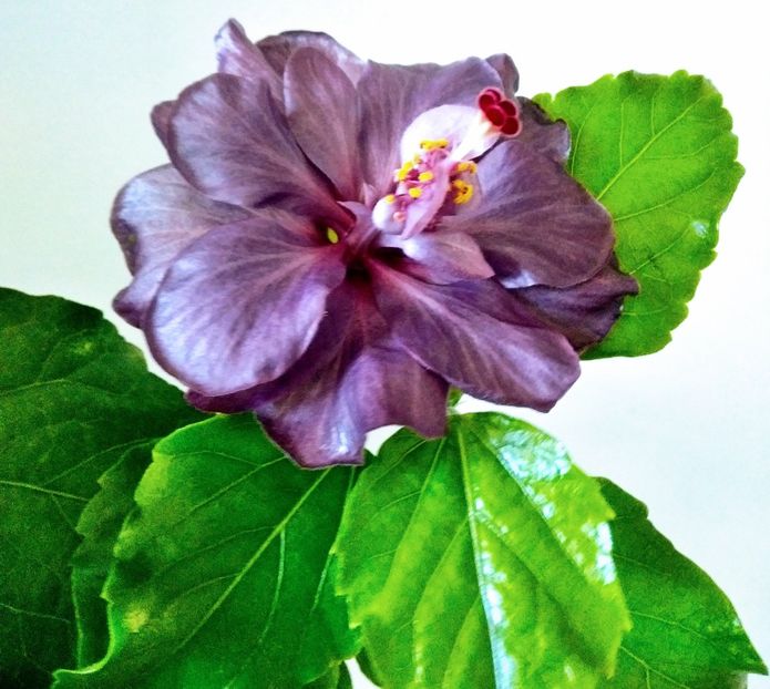  - Hibiscus Blue Diamond