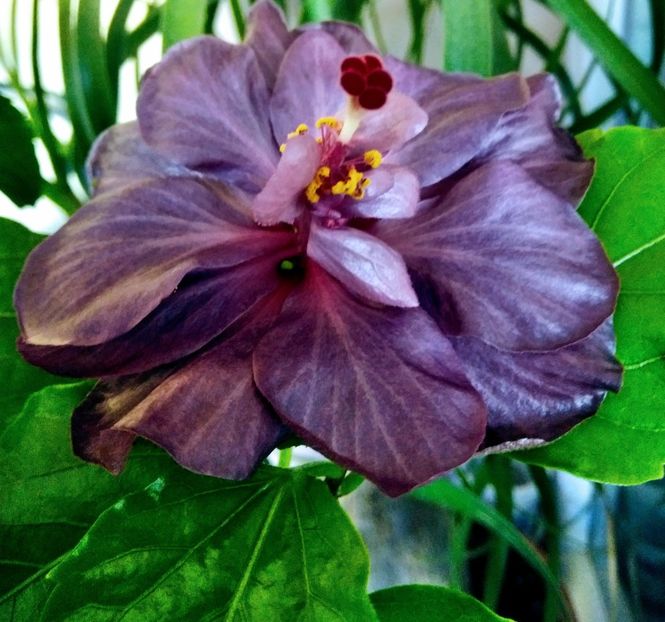  - Hibiscus Blue Diamond