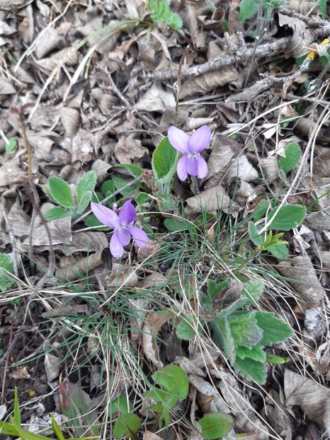  - Flori Primavarã -Varã 2021