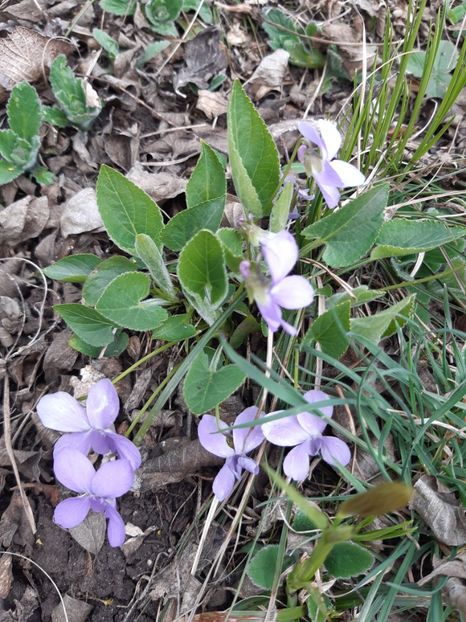  - Flori Primavarã -Varã 2021