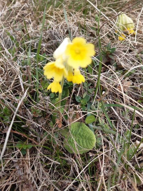  - Flori Primavarã -Varã 2021