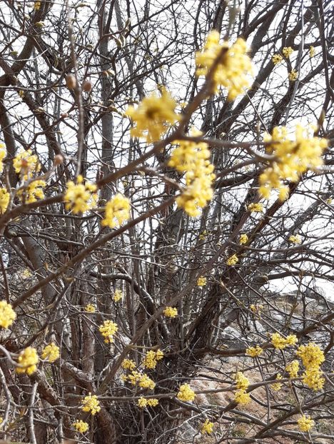  - Flori Primavarã -Varã 2021