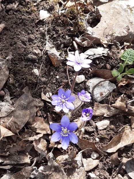  - Flori Primavarã -Varã 2021