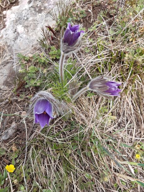  - Flori Primavarã -Varã 2021