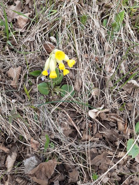  - Flori Primavarã -Varã 2021