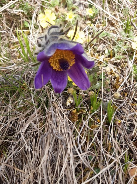  - Flori Primavarã -Varã 2021