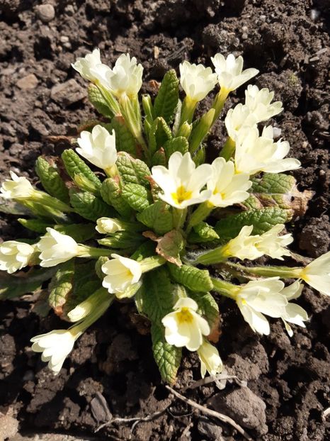  - Flori Primavarã -Varã 2021