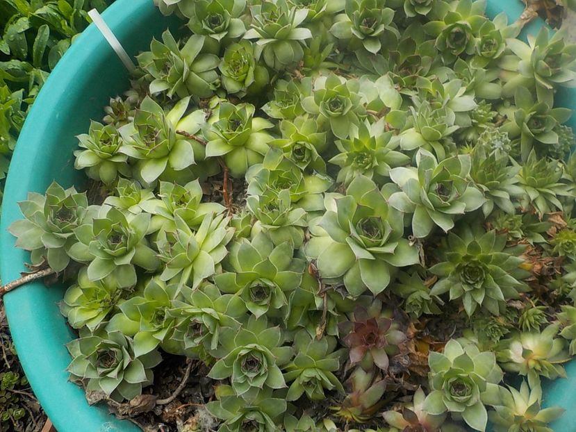  - Genul Sempervivum