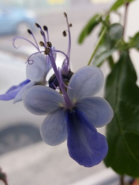  - clerodendron ugandese