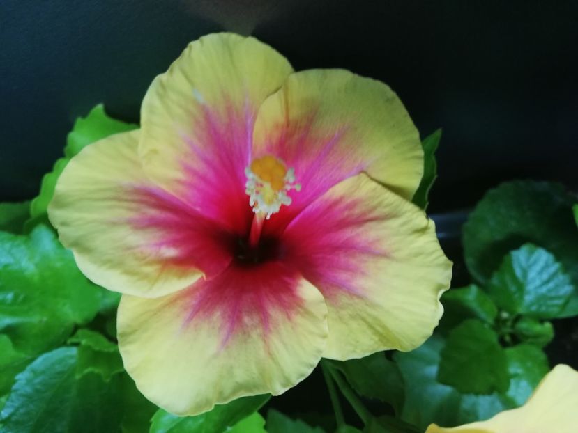  - Hibiscus Tivoli