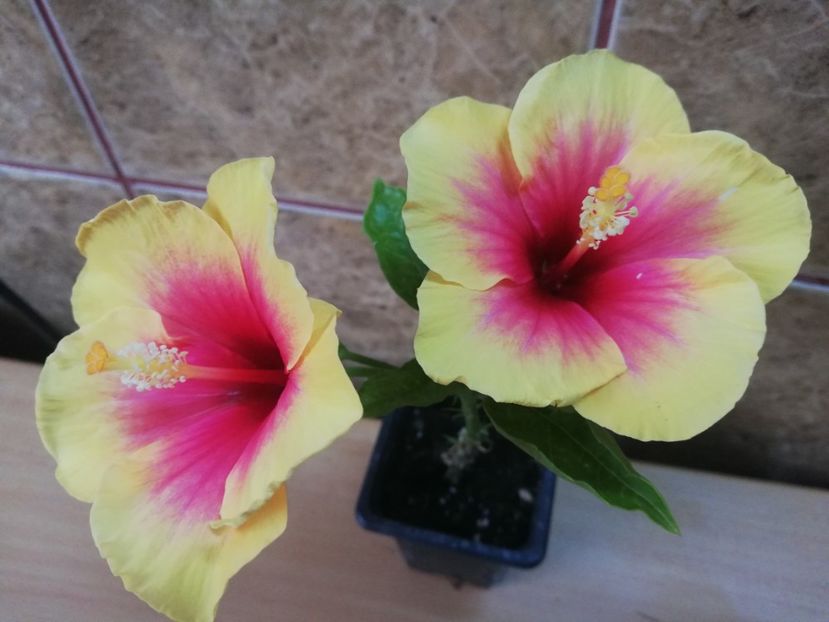  - Hibiscus Tivoli