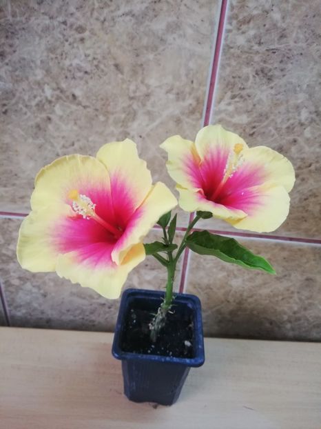  - Hibiscus Tivoli