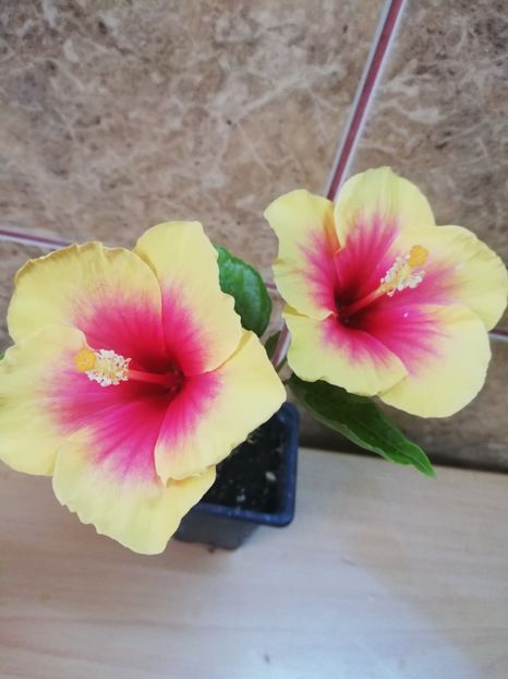  - Hibiscus Tivoli