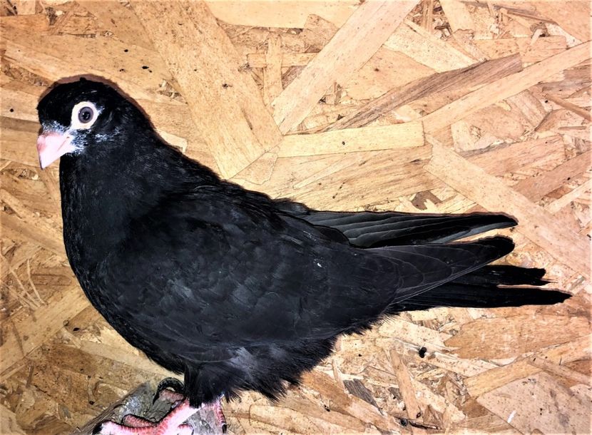 12209  mascul  2021_2 - tineret 2021