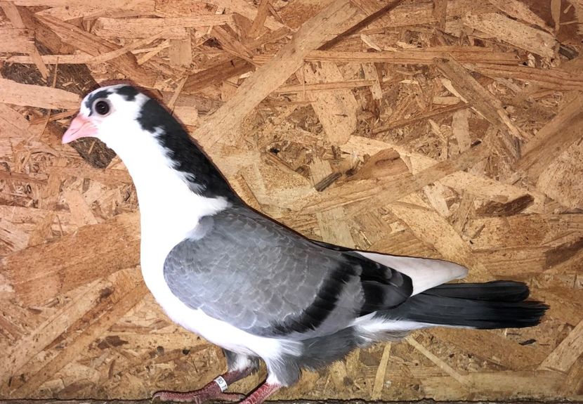 12279  mascul  2021_3 - tineret 2021