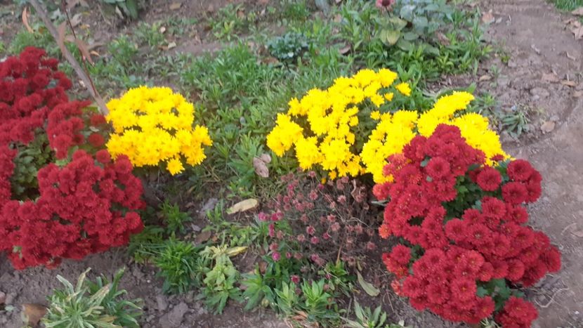 - Poze florii