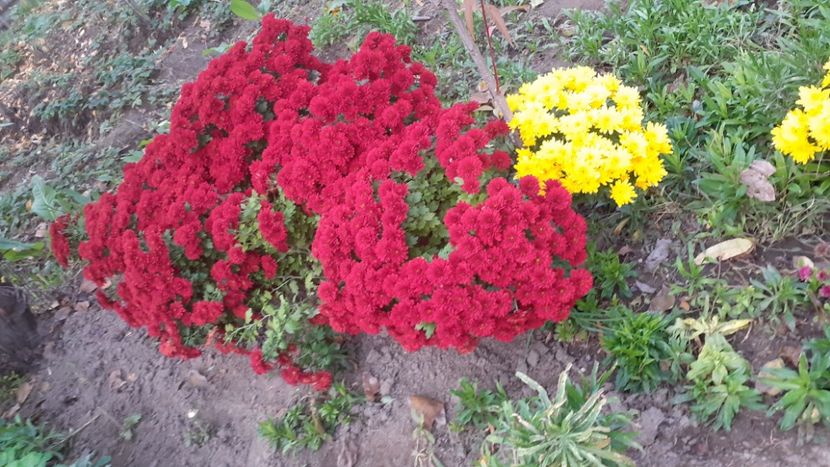  - Poze florii