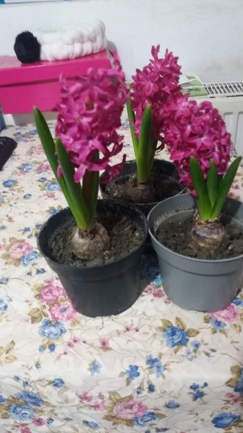  - Poze florii