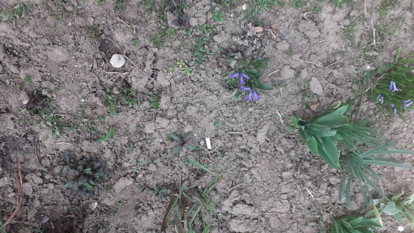  - Poze florii