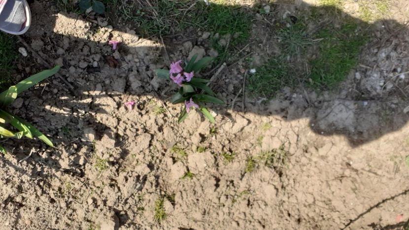  - Poze florii