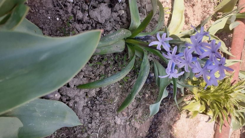  - Poze florii