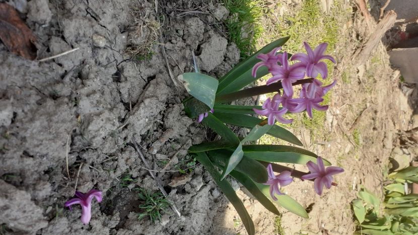  - Poze florii