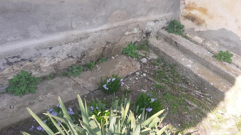  - Poze florii