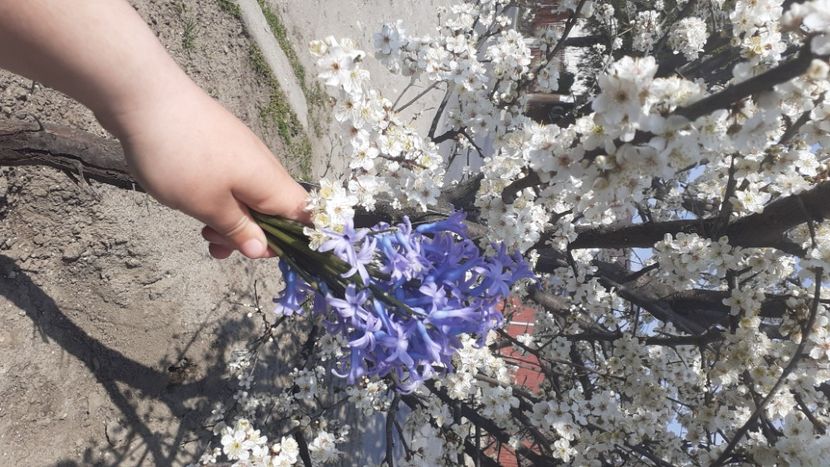  - Poze florii