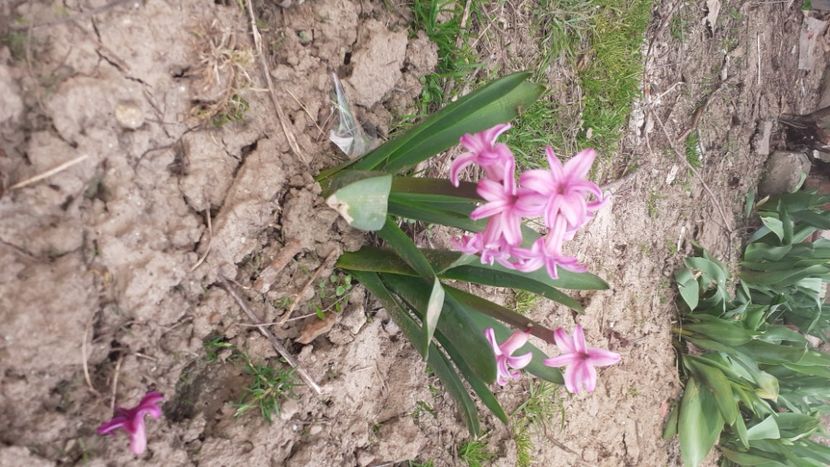  - Poze florii