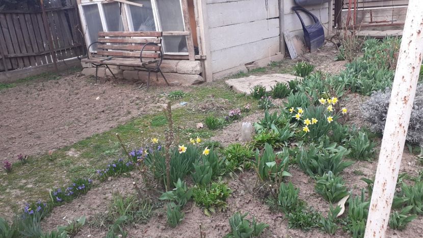 - Poze florii