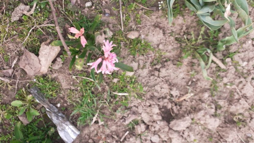  - Poze florii