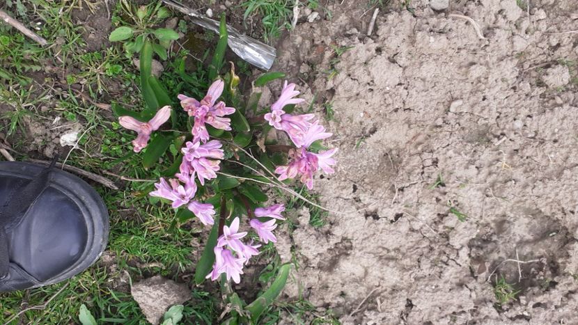  - Poze florii