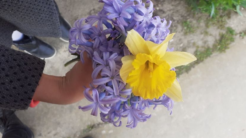  - Poze florii