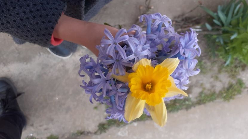  - Poze florii