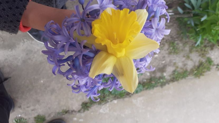  - Poze florii