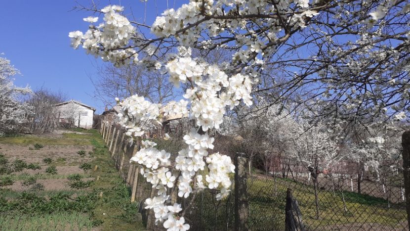  - Poze florii