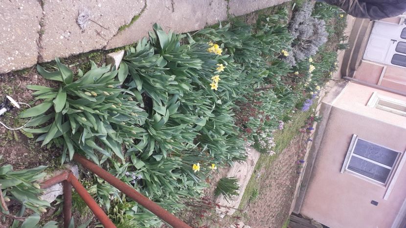  - Poze florii